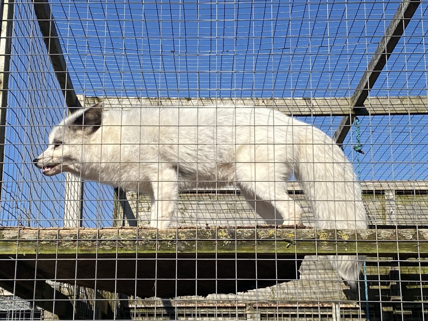 North American red fox 020325