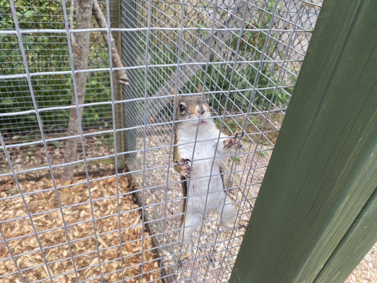 North American red squirrel 210621