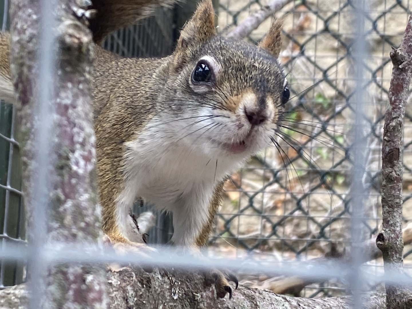 North American red squirrel 210621