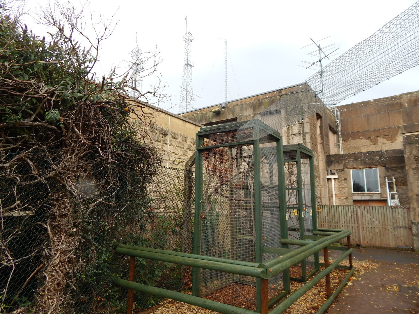 North American red squirrel enclosure 051122