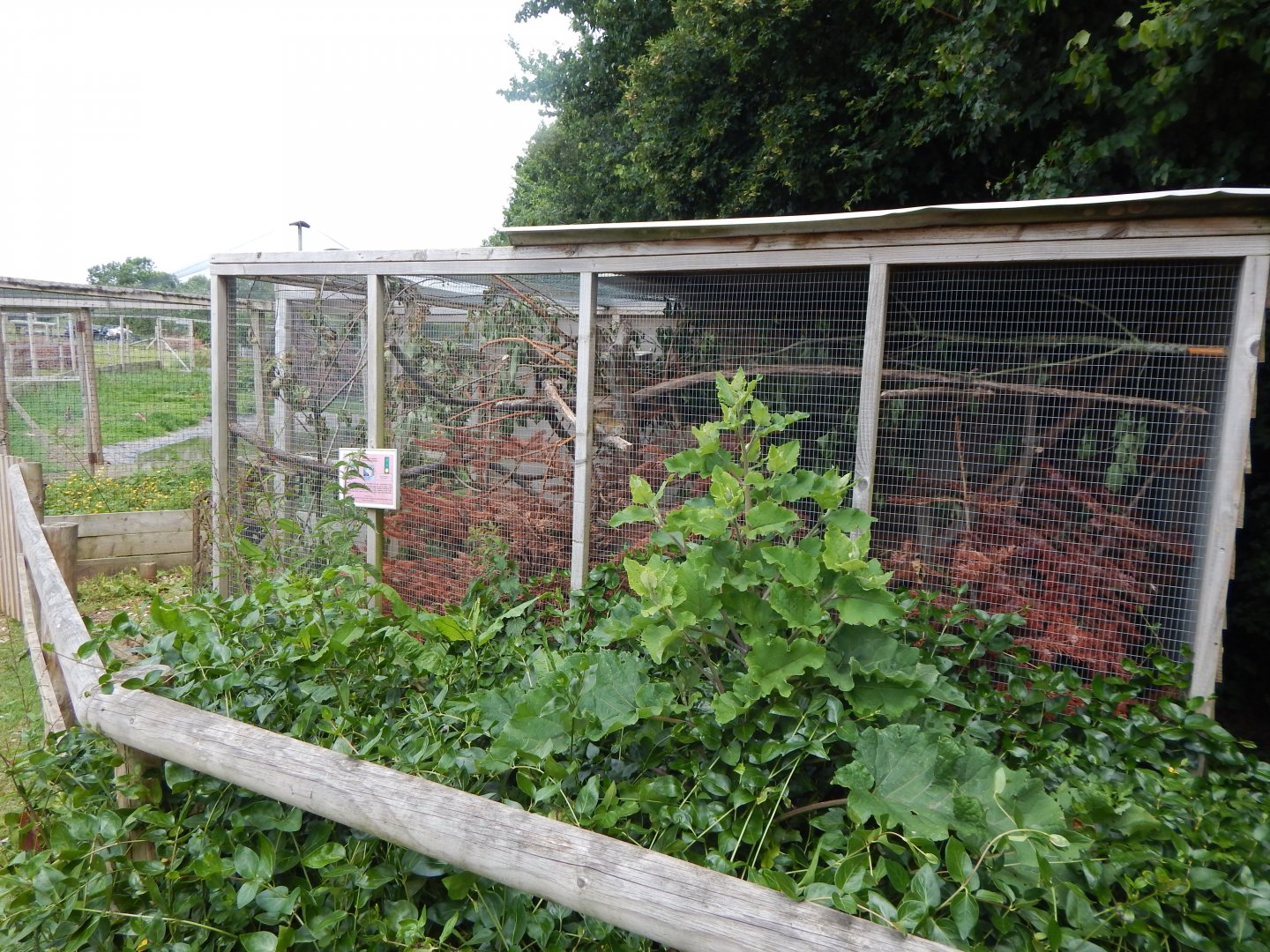 North American red squirrel enclosure 060625