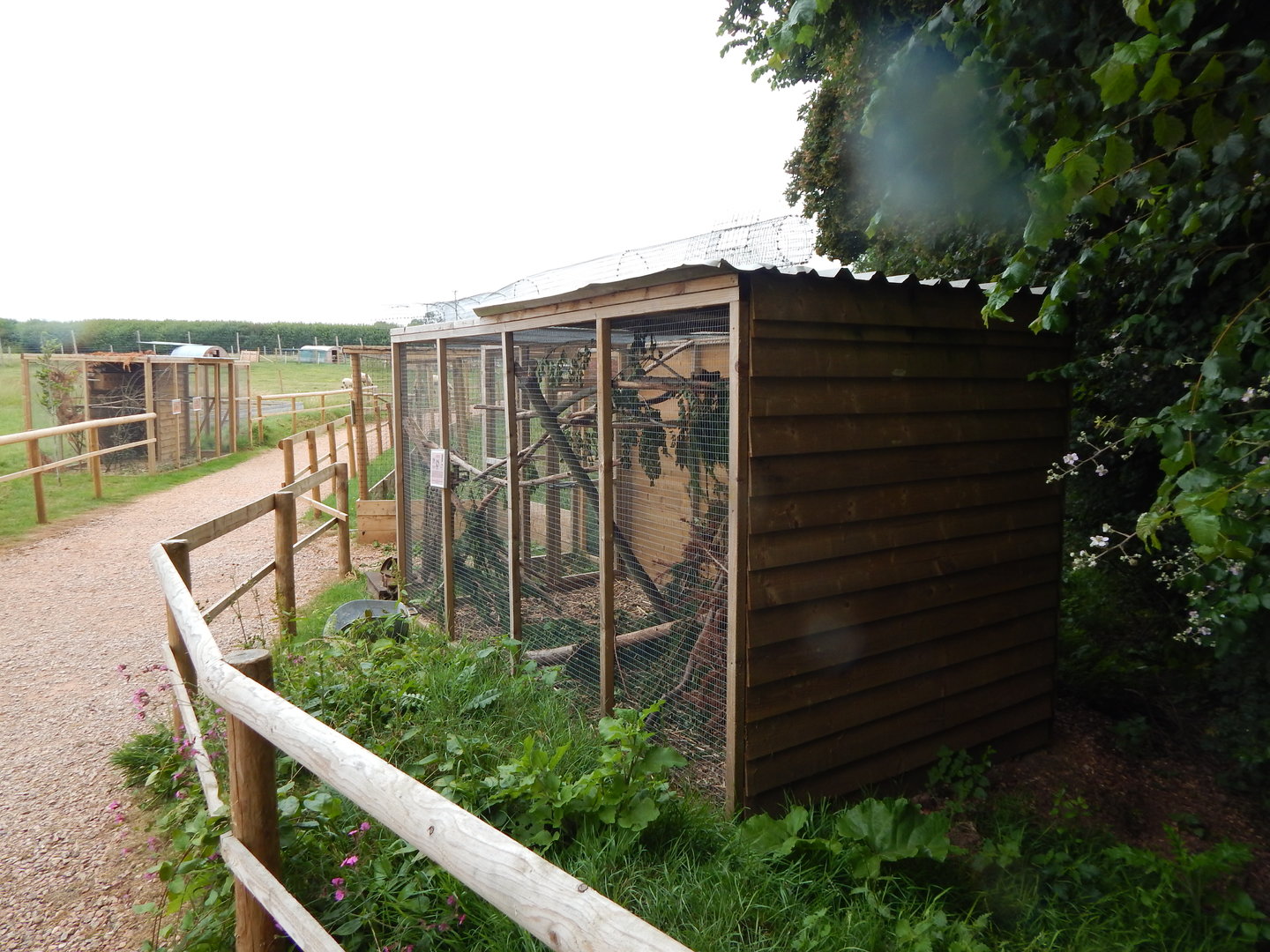 North American red squirrel enclosure 300623