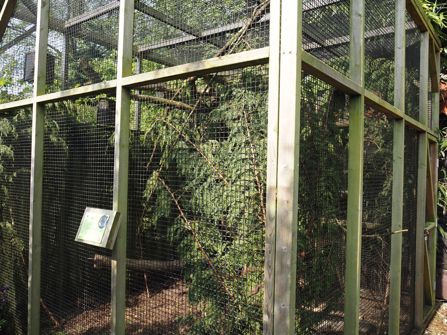 North American red squirrel exhibit, 2024-05-11