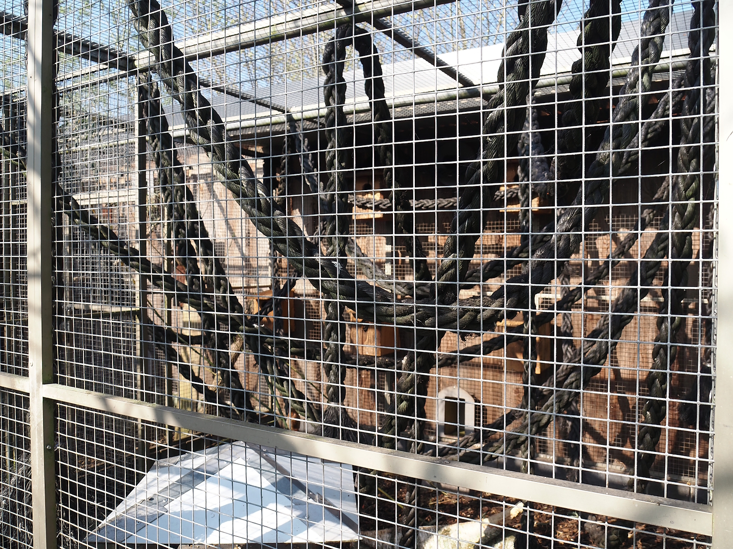 North American red squirrel exhibit, 2025-04-12