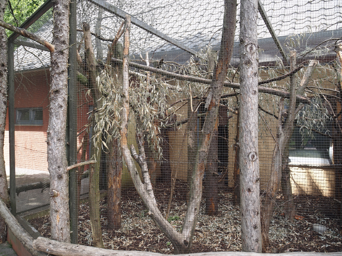 North American red squirrel exhibit, 2025-05-22