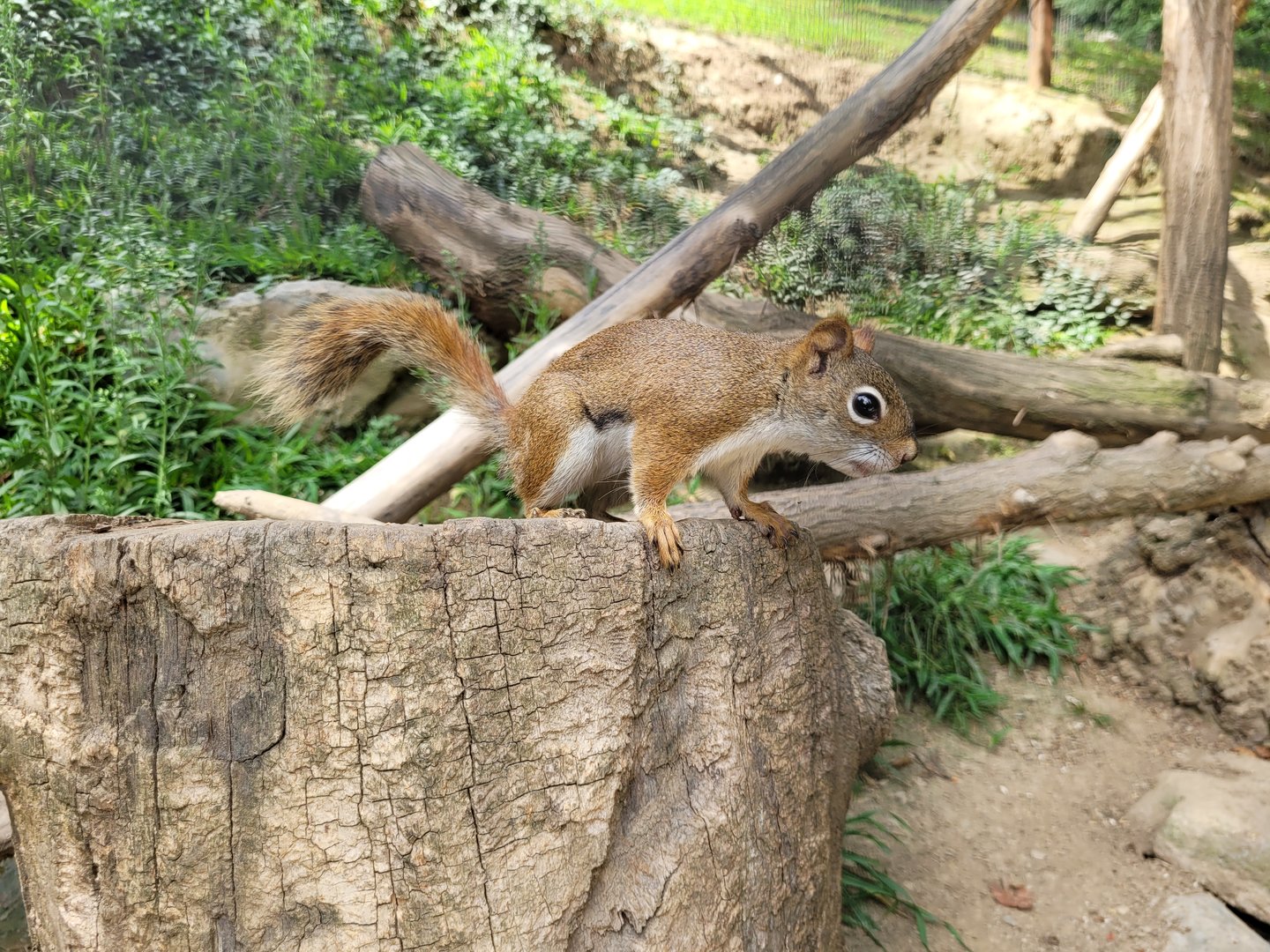 North American red squirrel -Parc Animalier des Pyrénées (2023)