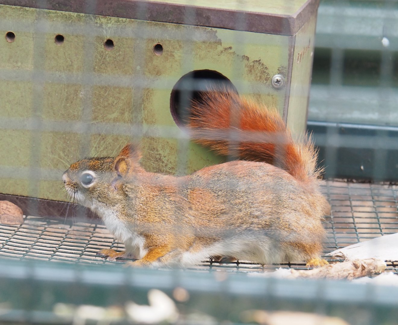 North American red squirrel (Tamiasciurus hudsonicus), 2022-05-17