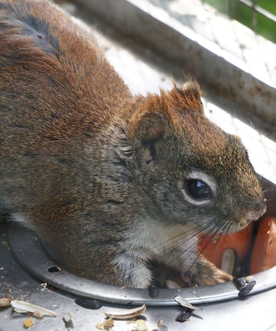 North American red squirrel (Tamiasciurus hudsonicus), 2024-04-14