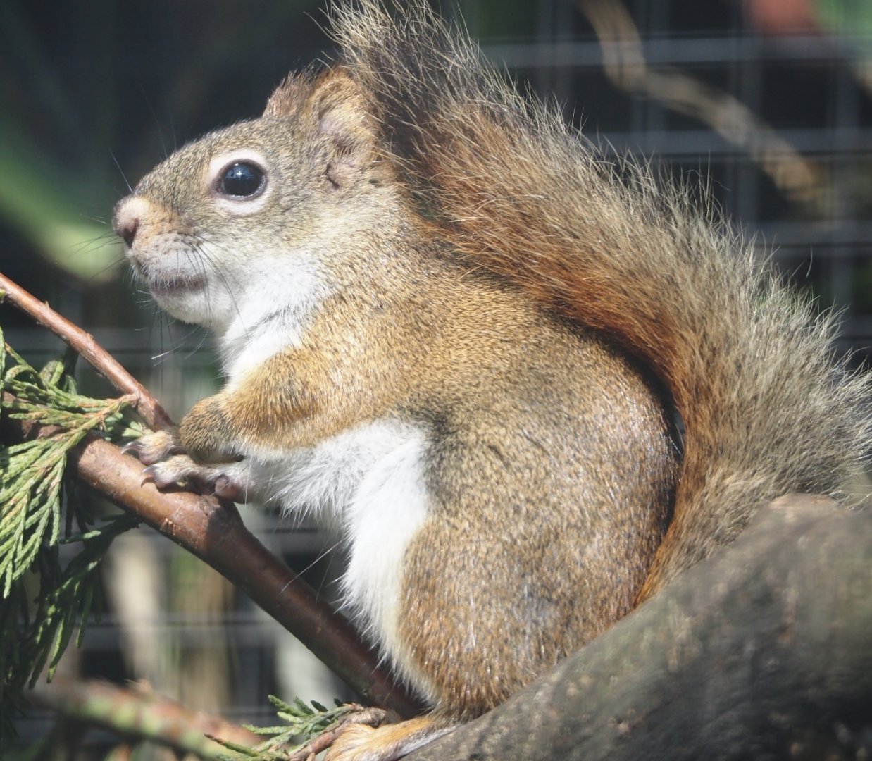 North American red squirrel (Tamiasciurus hudsonicus), 2024-05-11