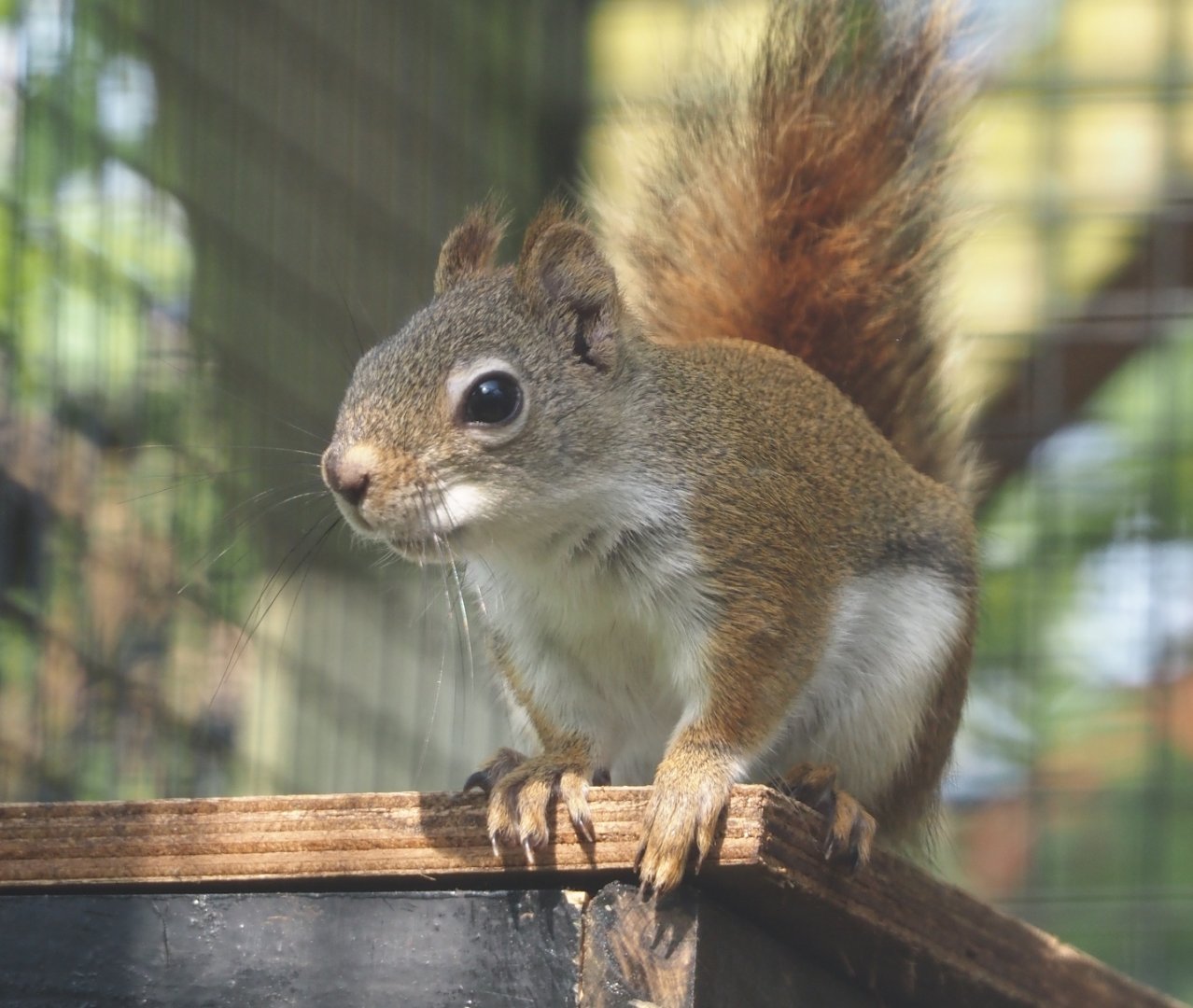 North American red squirrel (Tamiasciurus hudsonicus), 2024-05-11