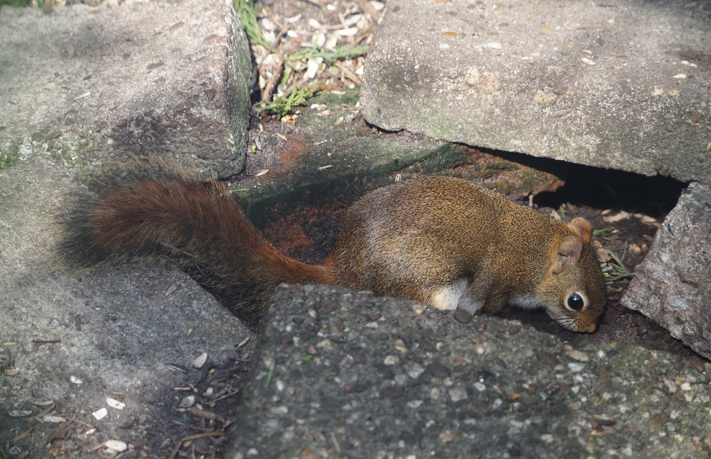 North American red squirrel (Tamiasciurus hudsonicus), 2024-05-11