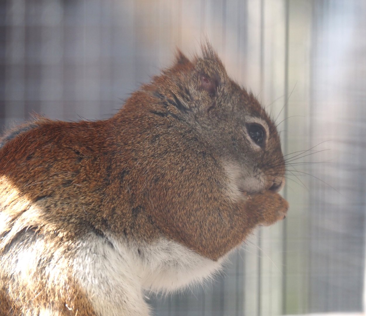 North American red squirrel (Tamiasciurus hudsonicus), 2025-04-12