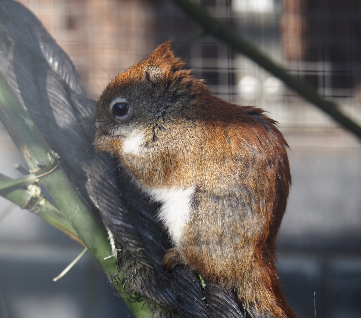 North American red squirrel (Tamiasciurus hudsonicus), 2025-04-12