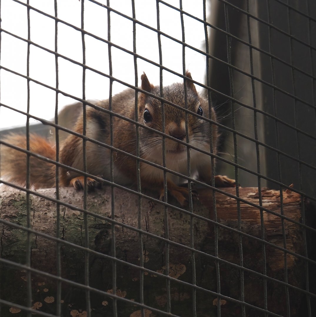 North American red squirrel (Tamiasciurus hudsonicus), 2025-05-22