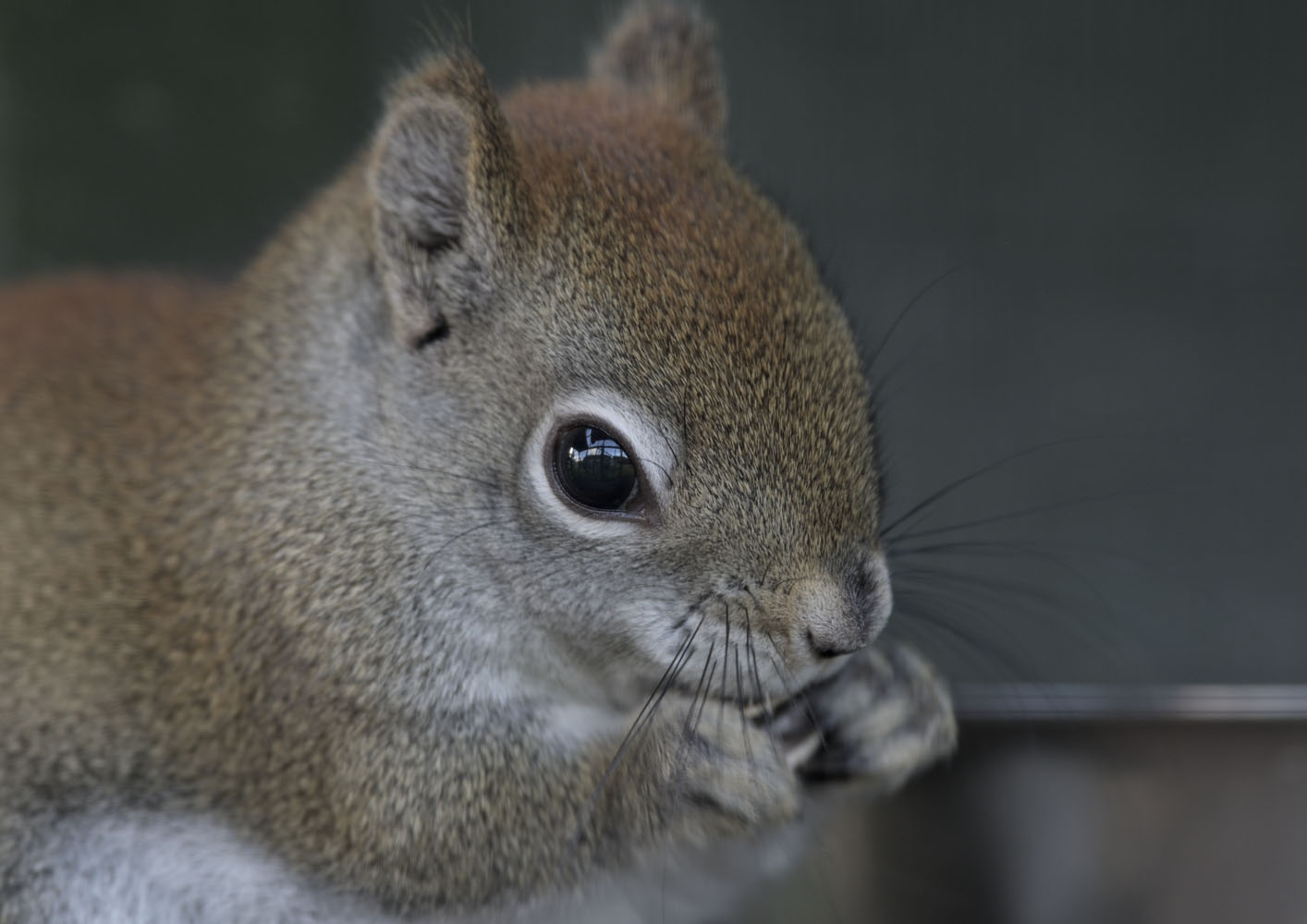 North American red squirrel