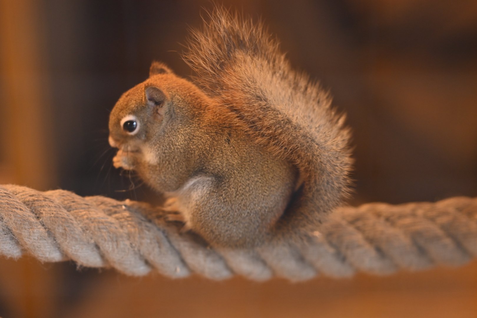 North American red squirrel