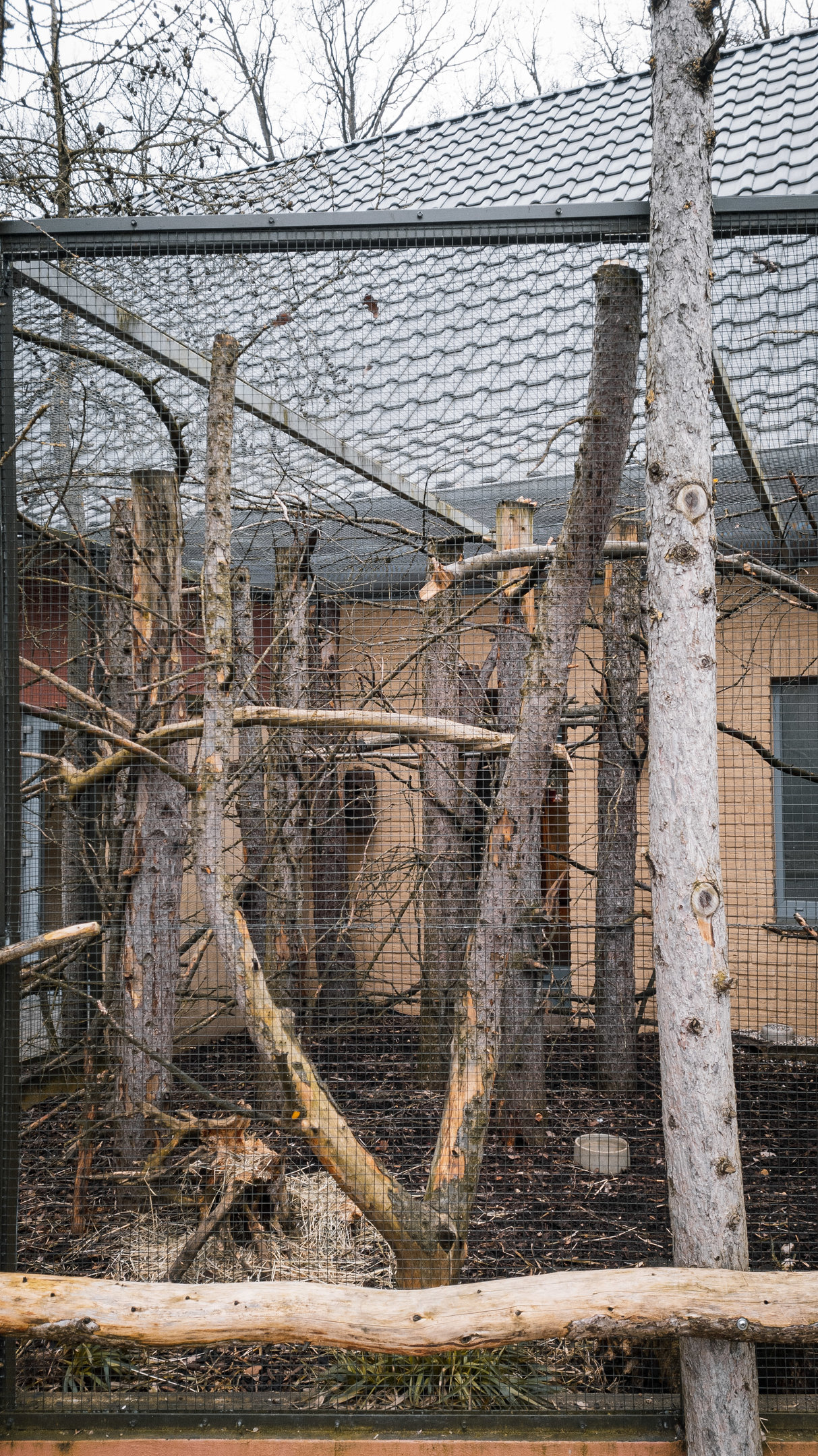 North American Red Squirrel