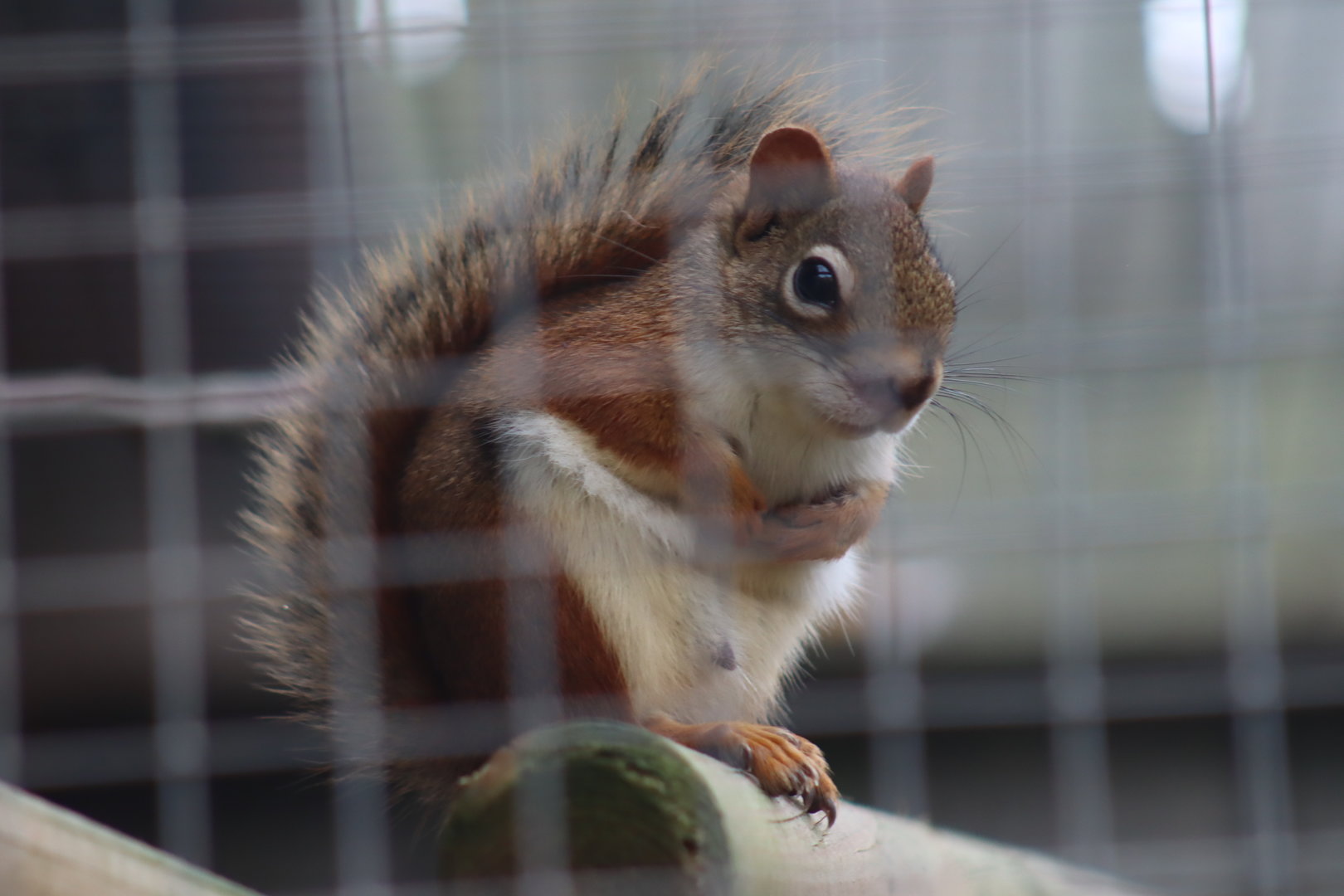 North American Red Squirrel