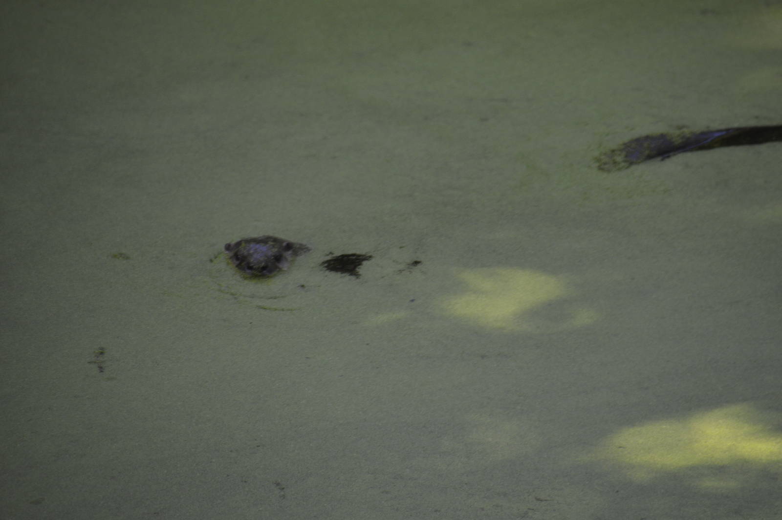 North American River Otter 050816