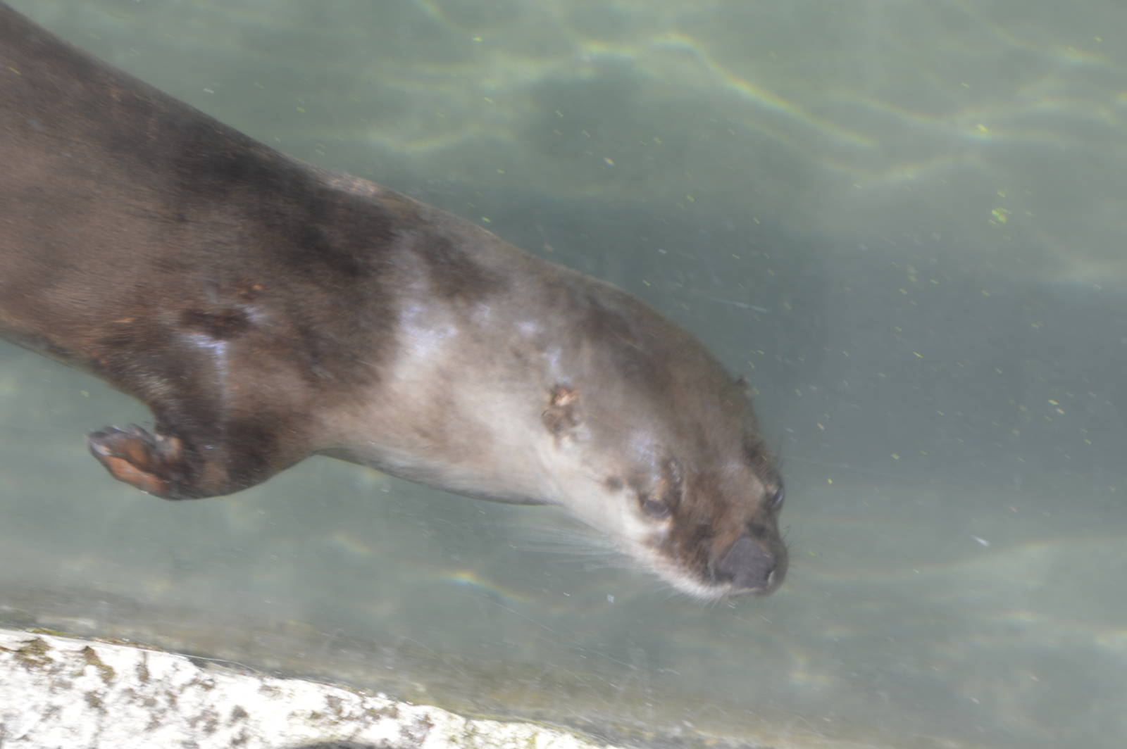North American River Otter 050816