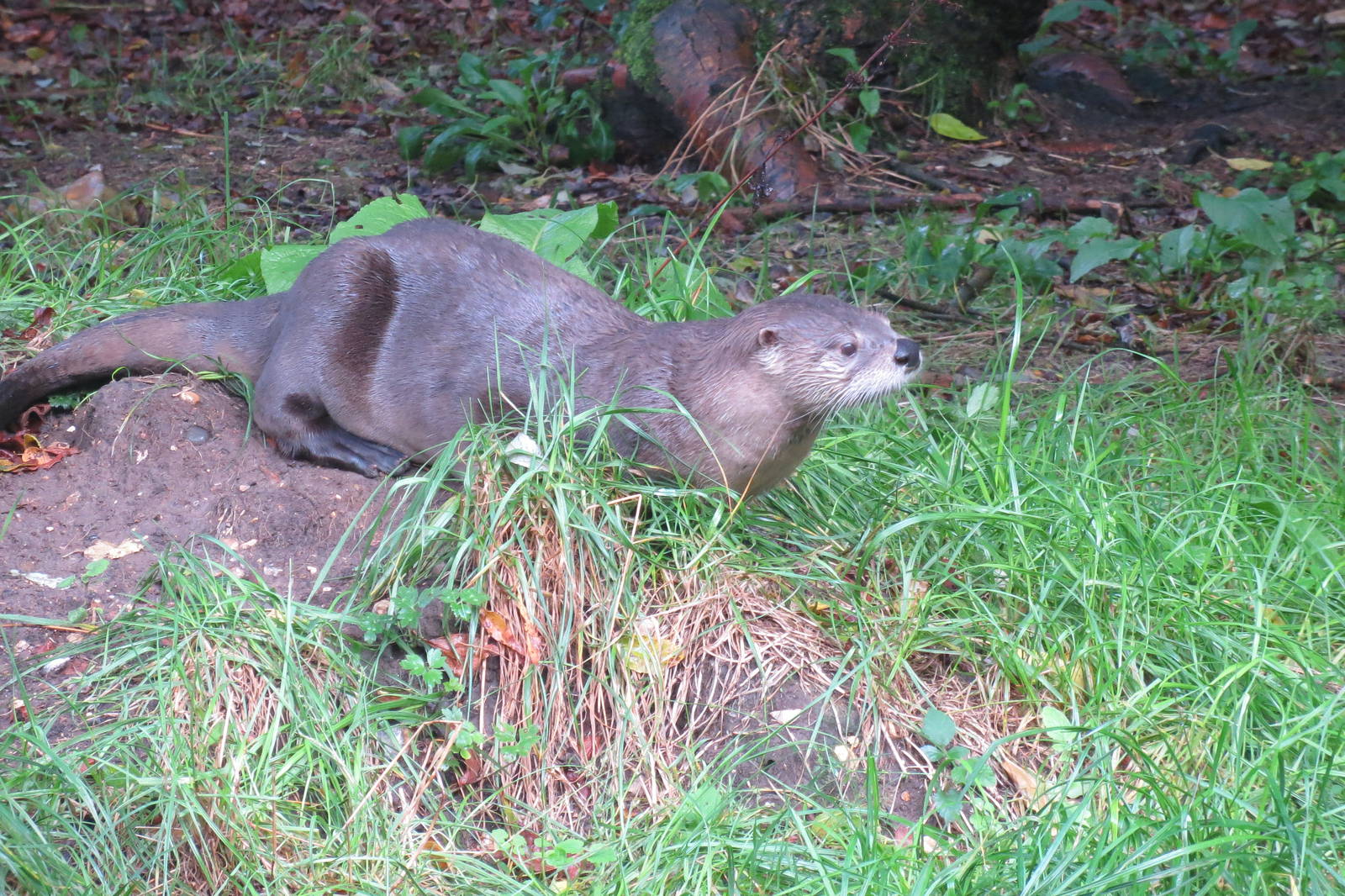 North American River Otter 10/14
