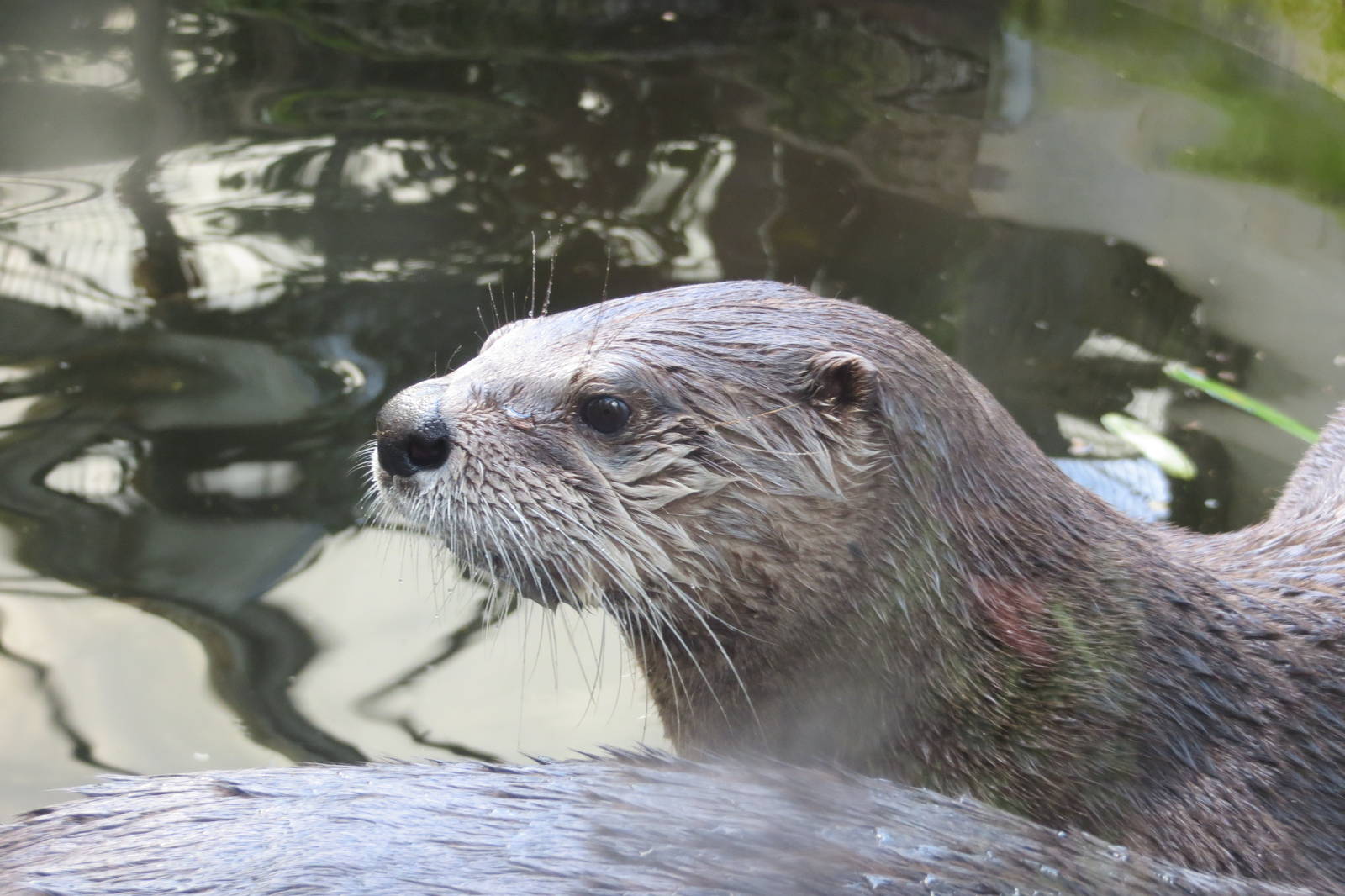 North American River Otter 10/14