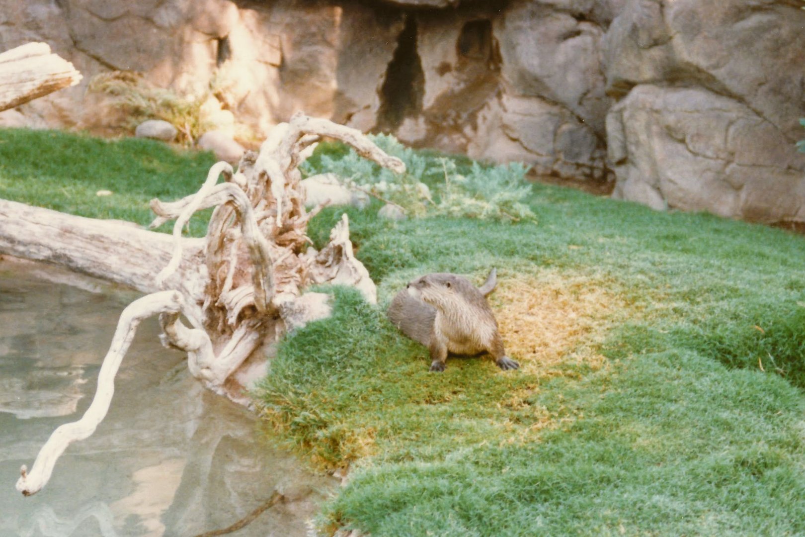 North American River Otter - 1990's