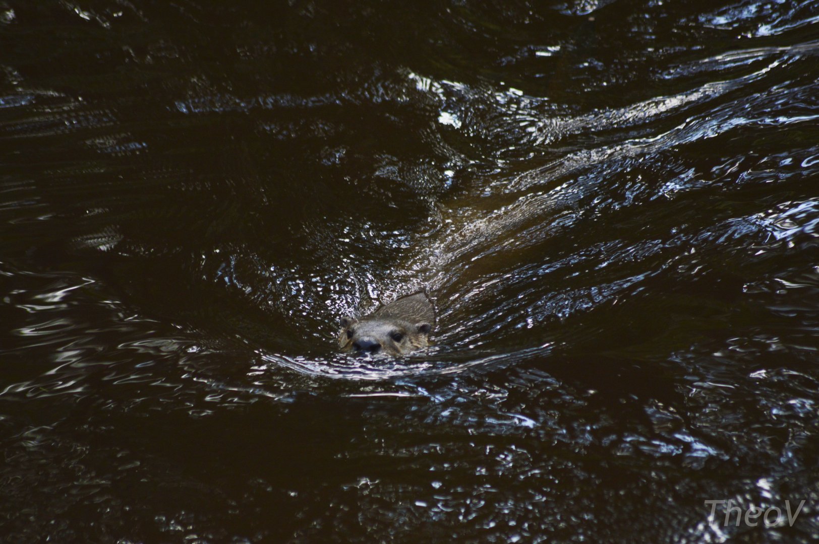 North American river otter [2018]