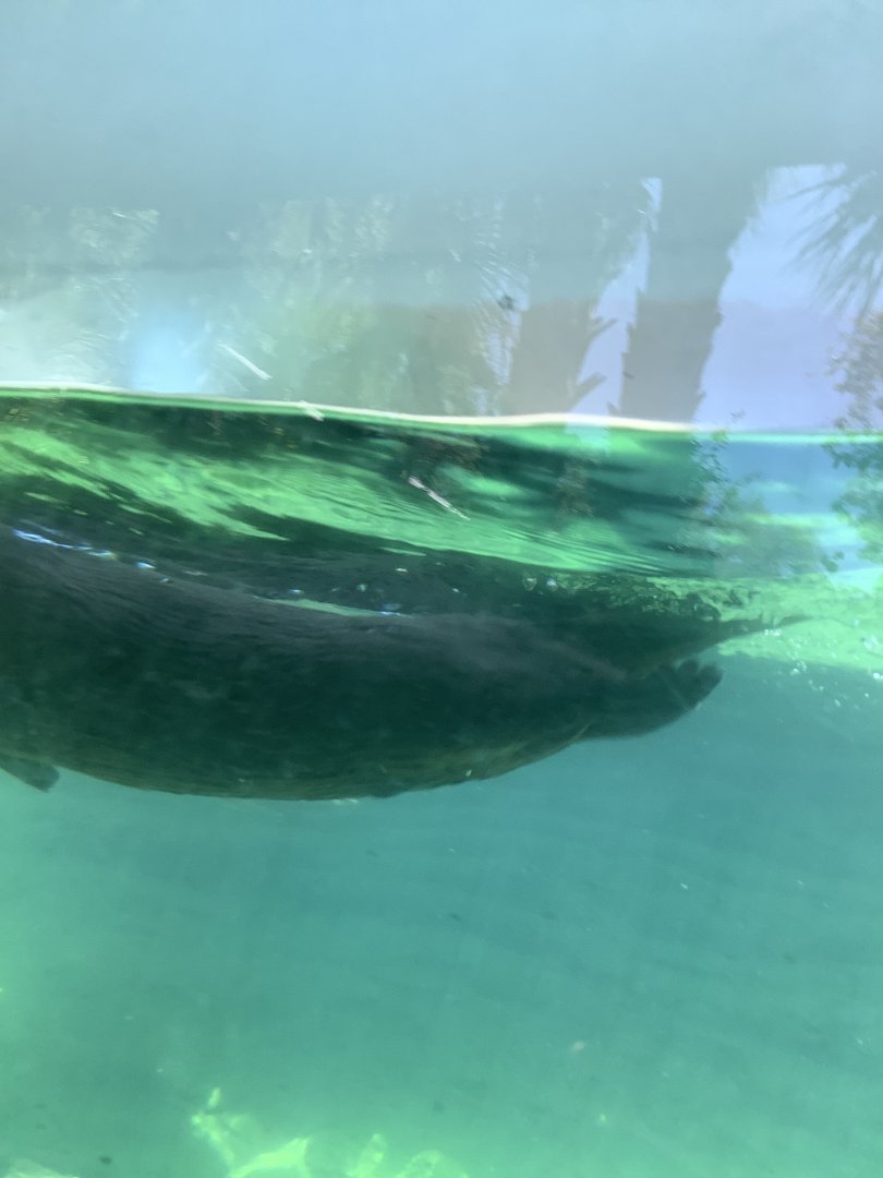 North American River Otter 3/20/24