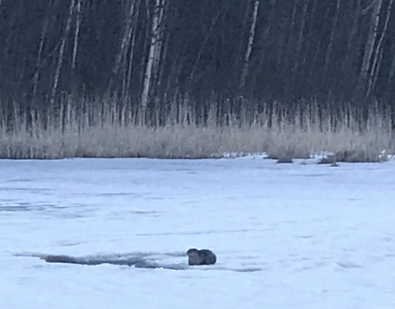 North American River Otter - Alaska.