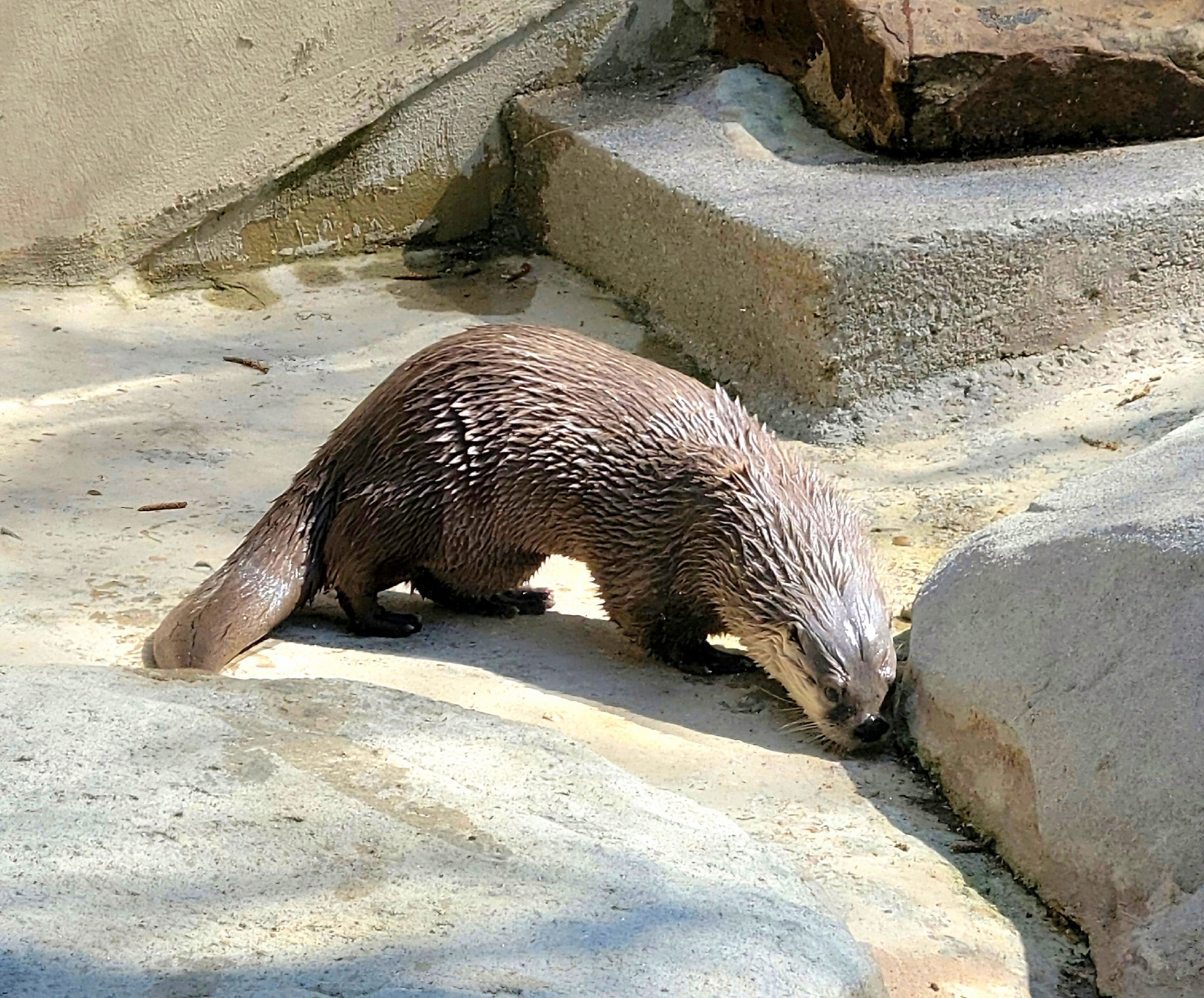 North American River Otter-April 2025