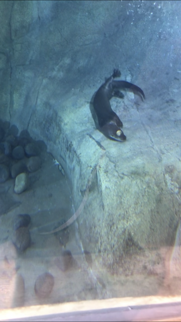 North American River Otter Aspen