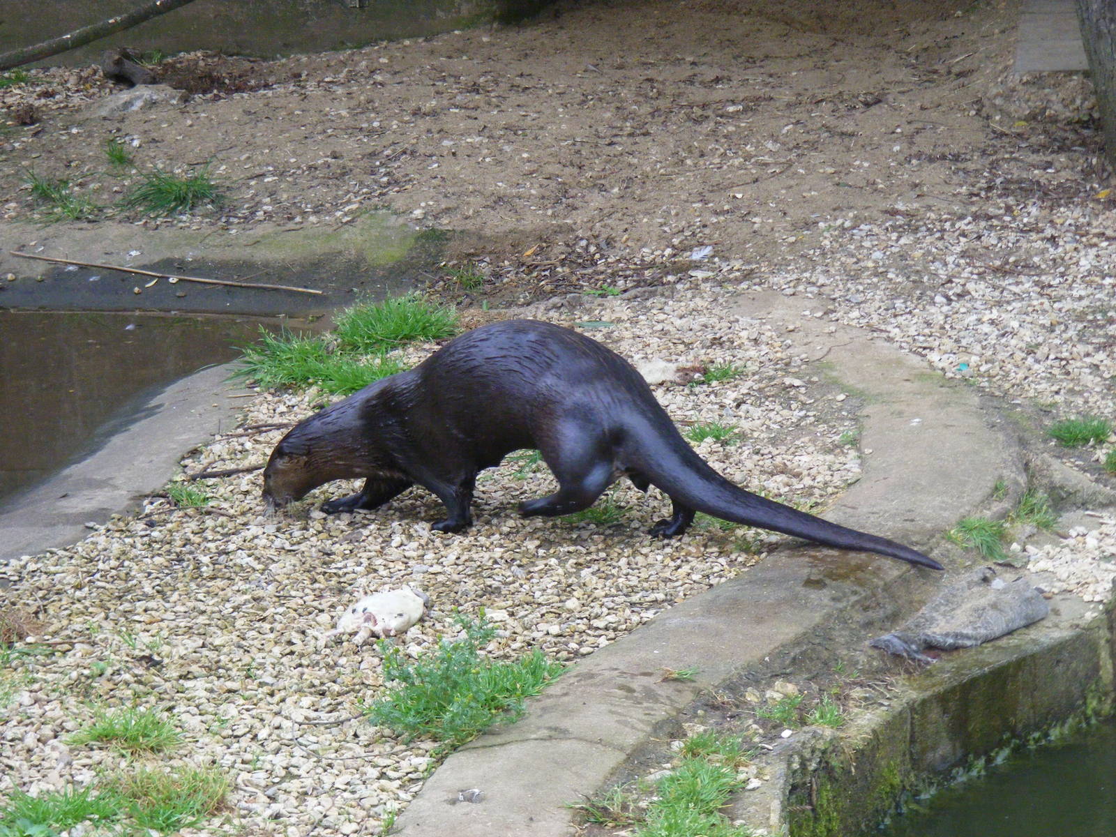 North American river otter at Bristol Zoo, 1 August 2010