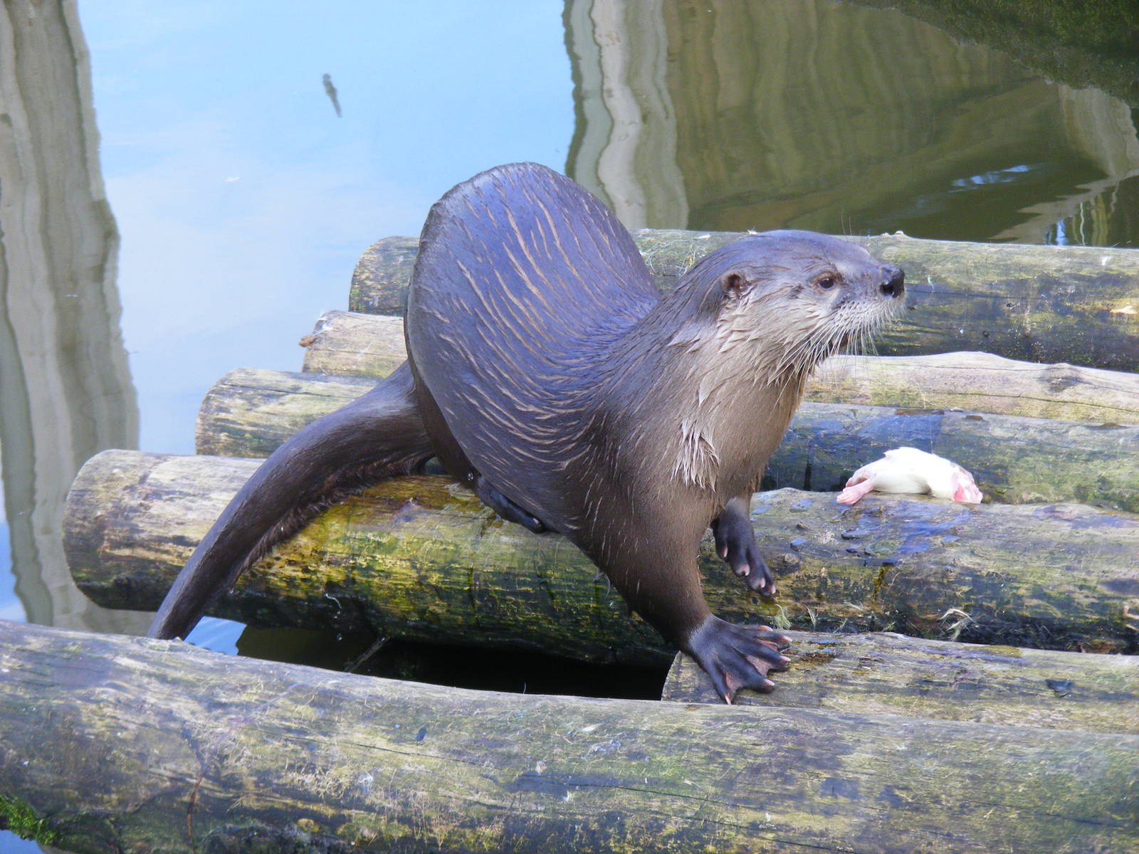 North American river otter at Bristol Zoo, 6 March 2011