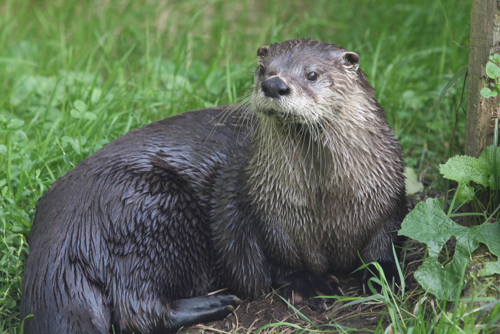 North American River Otter at Buckfastleigh