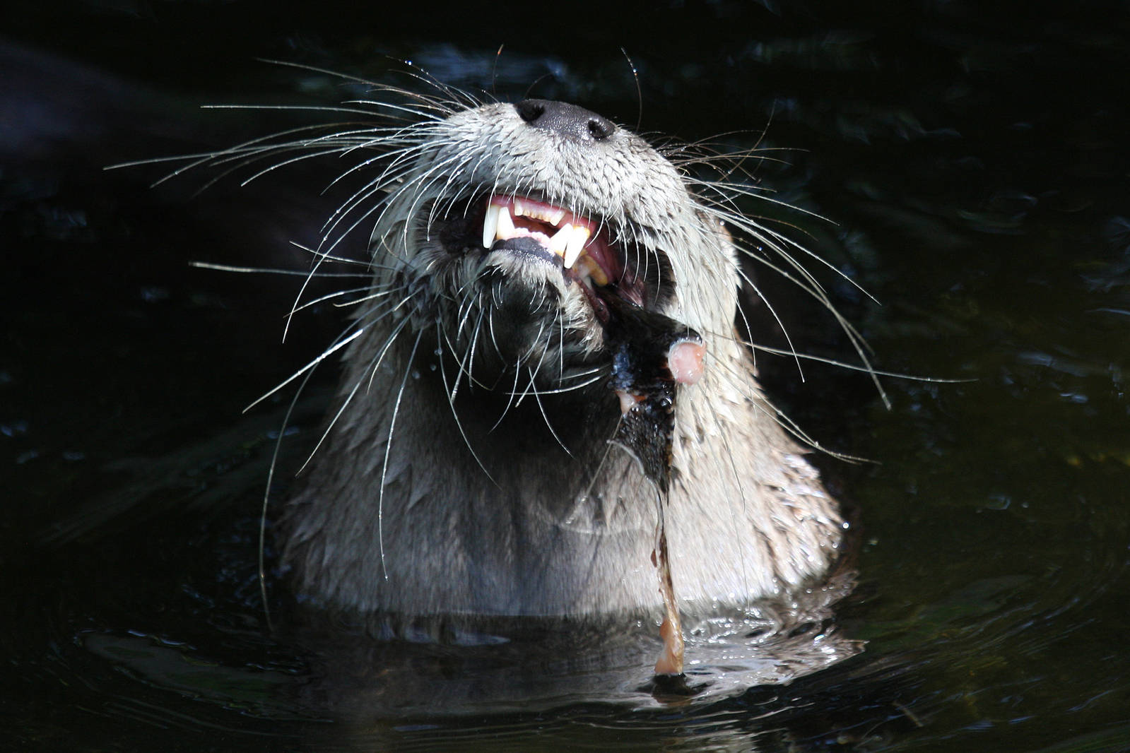 North American River Otter at Buckfastleigh