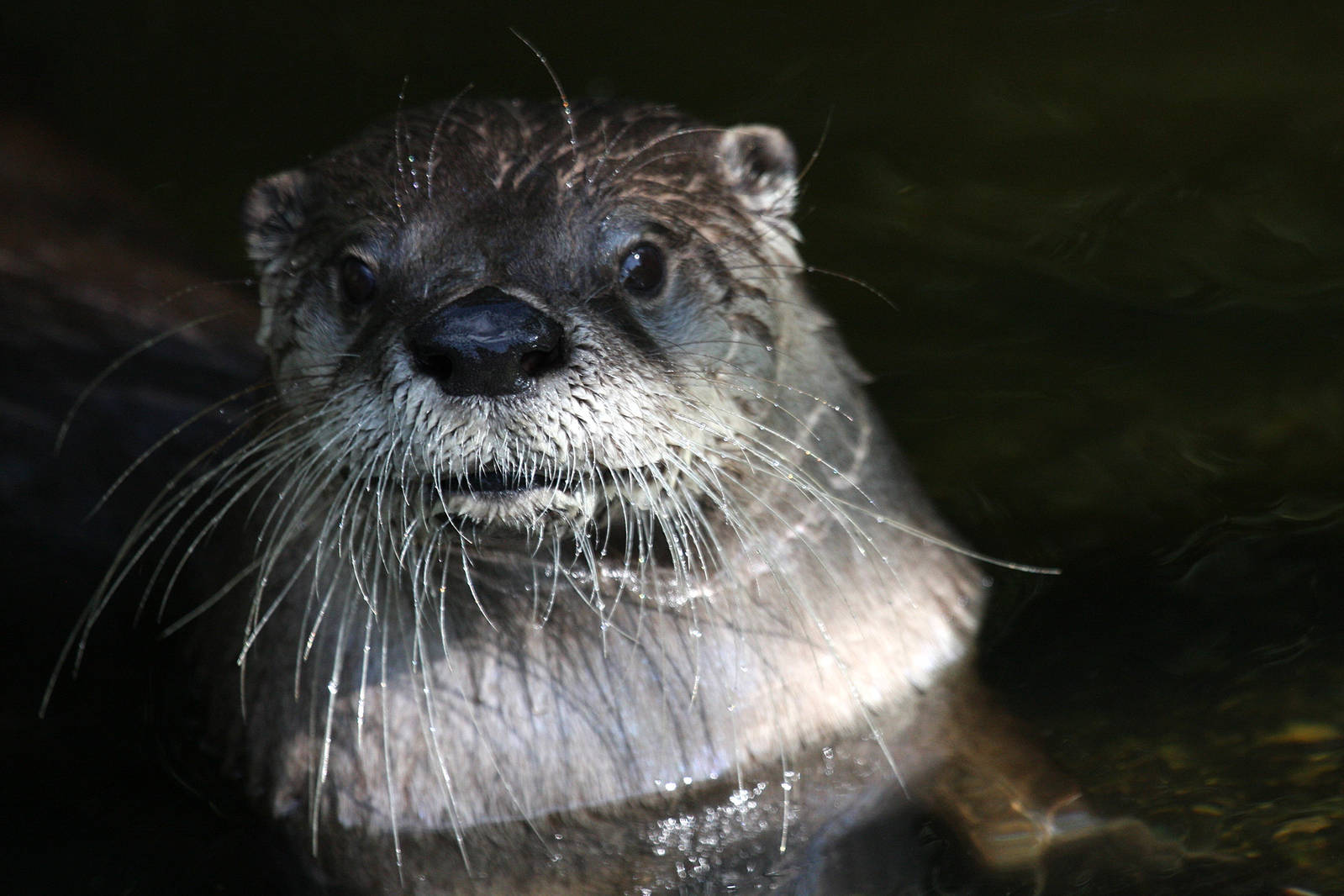 north American River Otter at Buckfastleigh