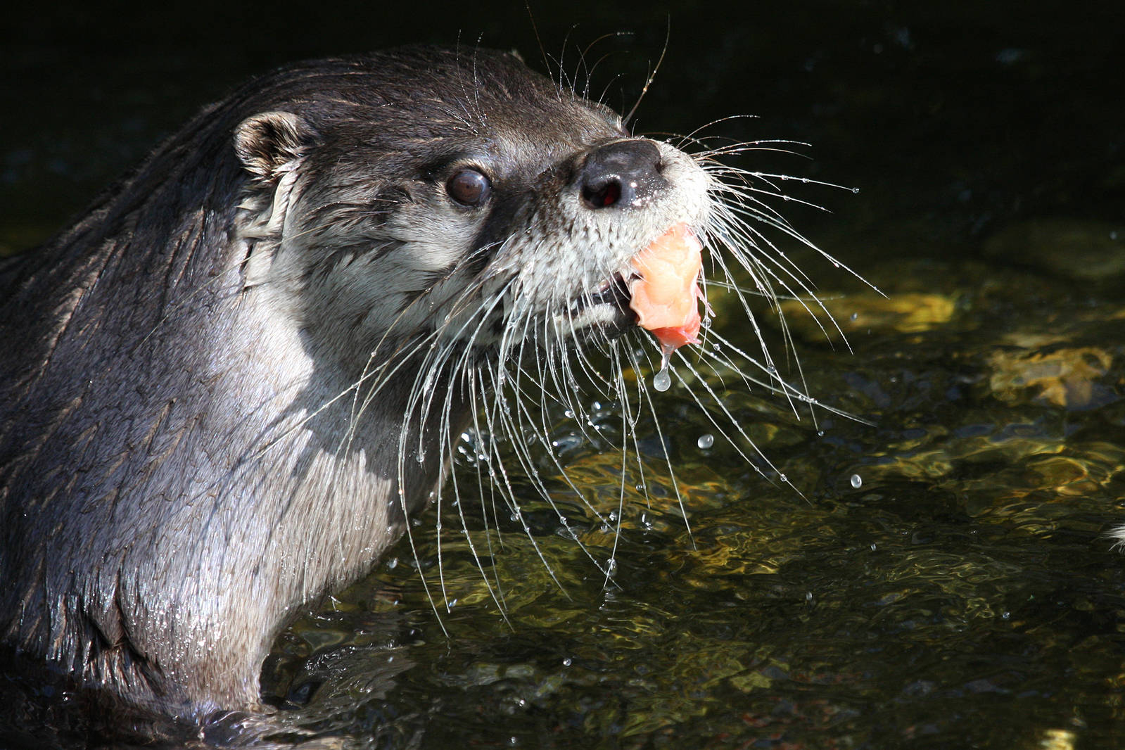 North American River Otter at Buckfastleigh