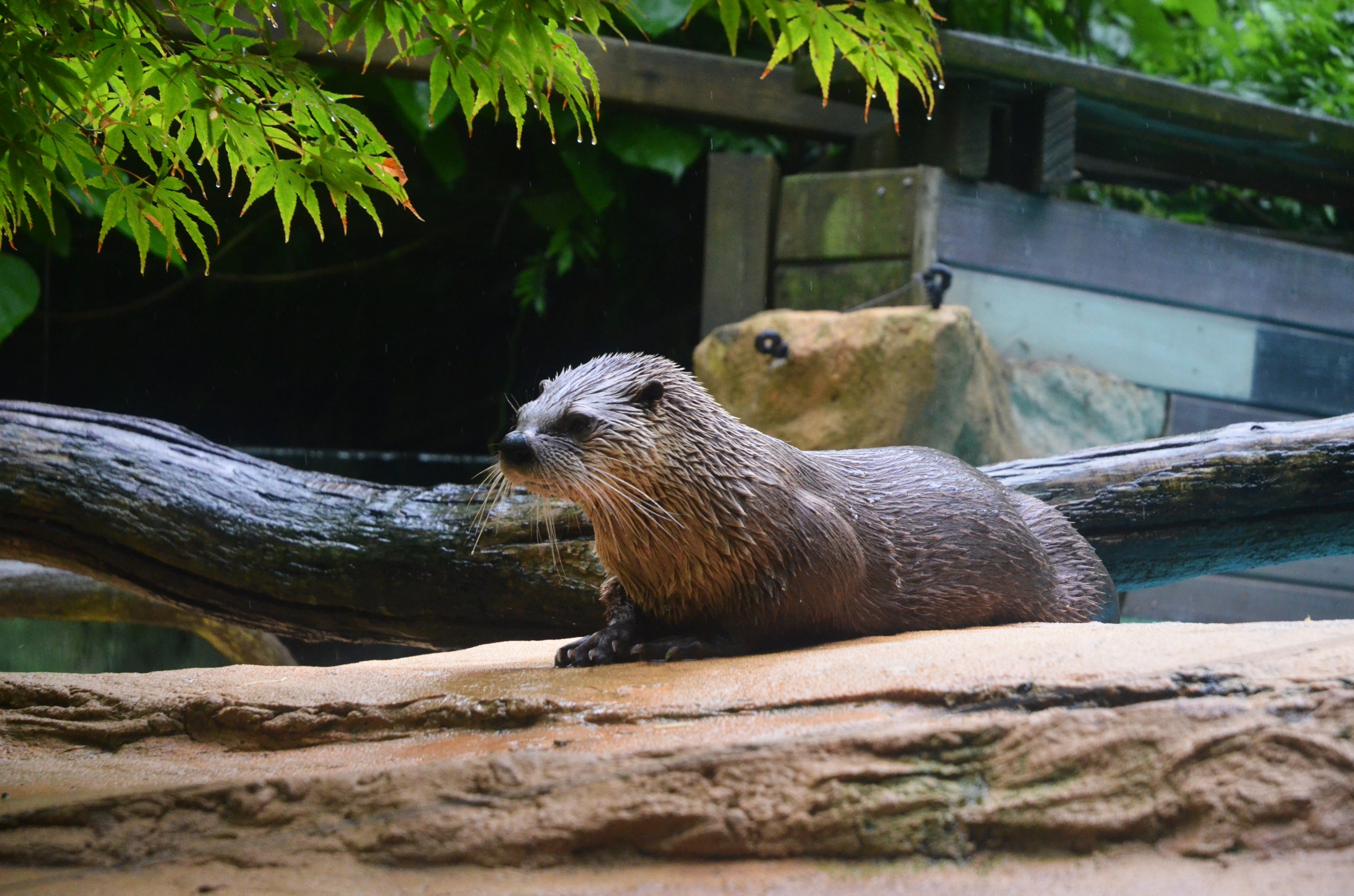 North American River Otter at La Flèche, 11/06/18