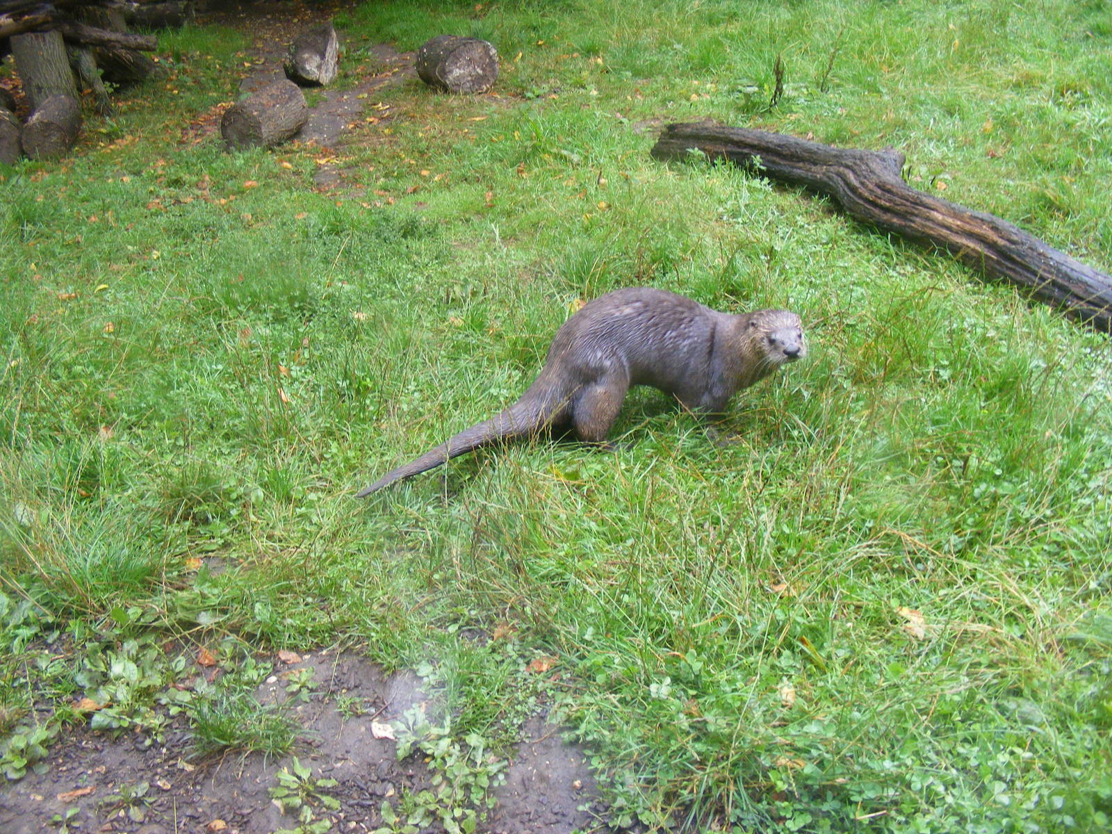 North American river otter at New Forest Wildlife Park, 21 August 2010