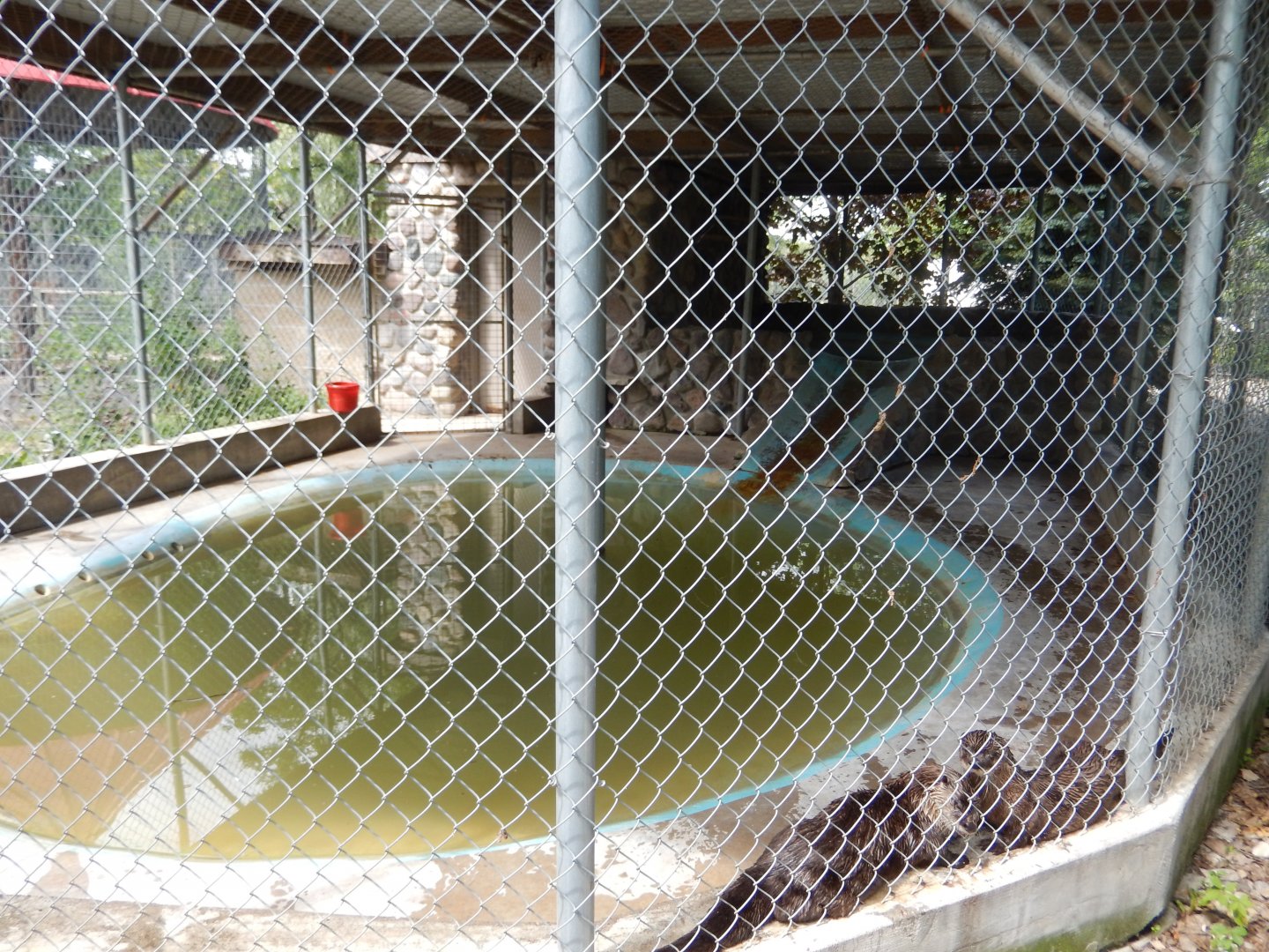 North American River Otter Cage