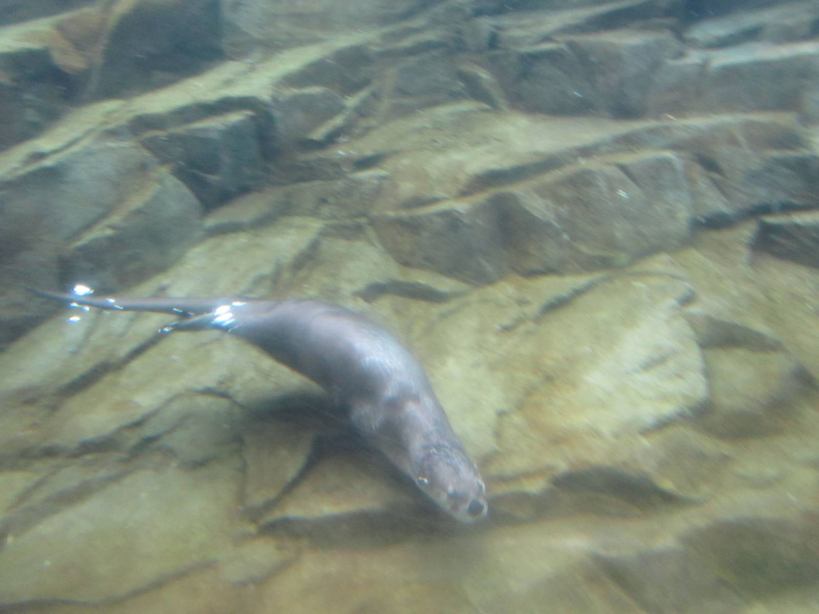 North American River Otter Dec 26