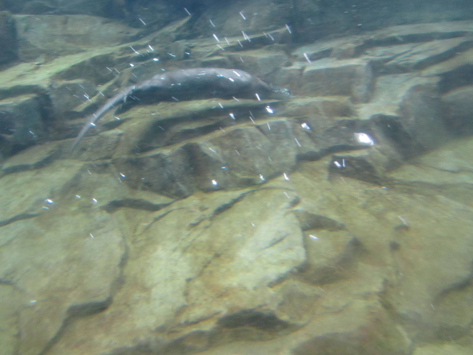 North American River Otter Dec 26