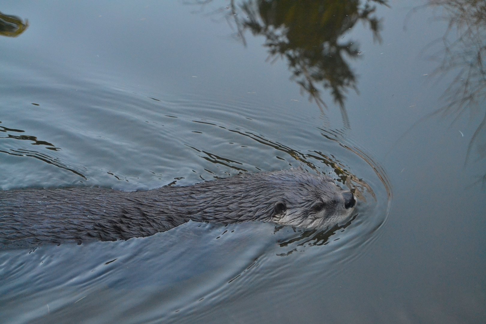 North American River Otter - December 2014