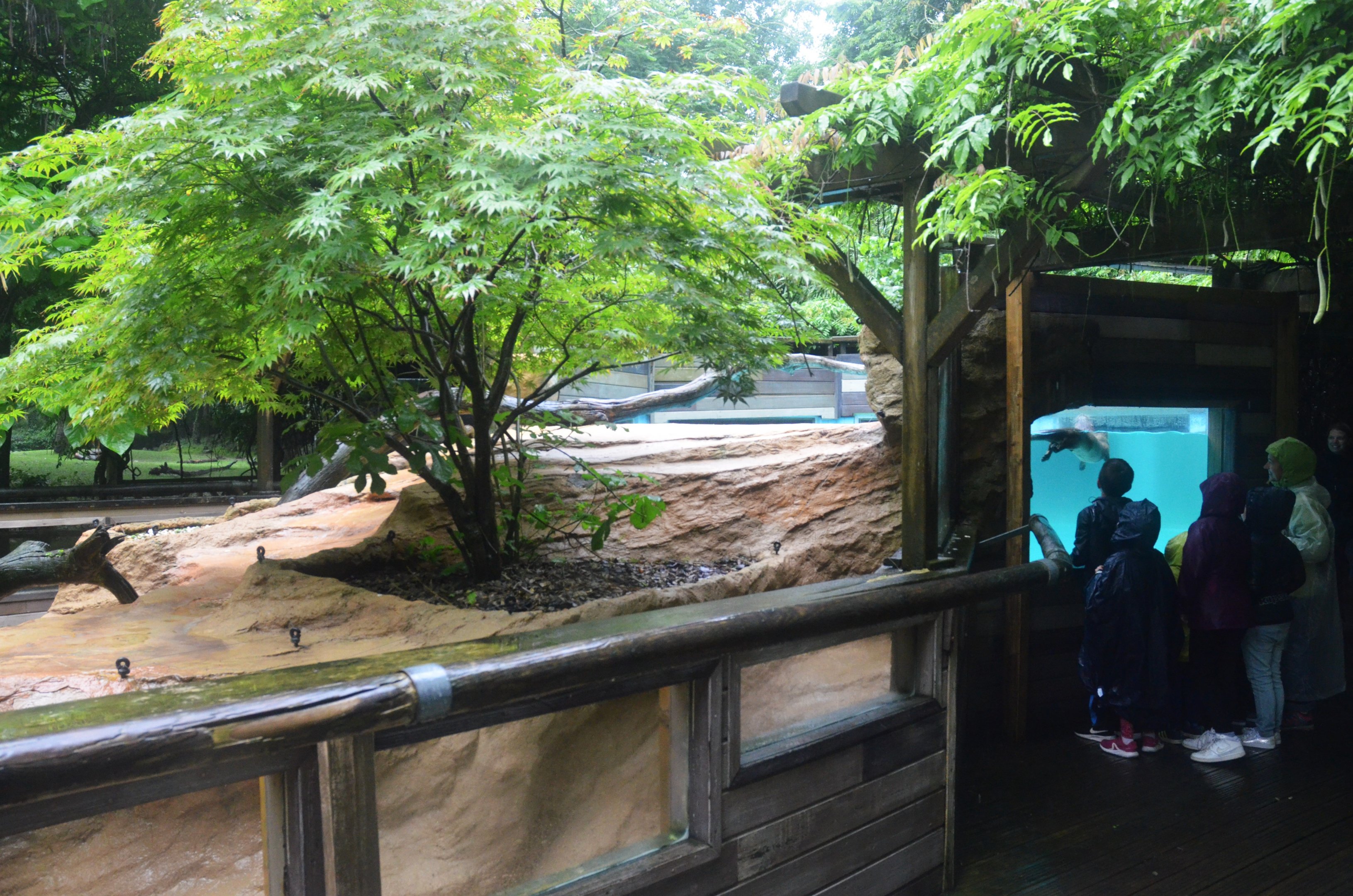 North American River Otter Enclosure at La Flèche, 11/06/18