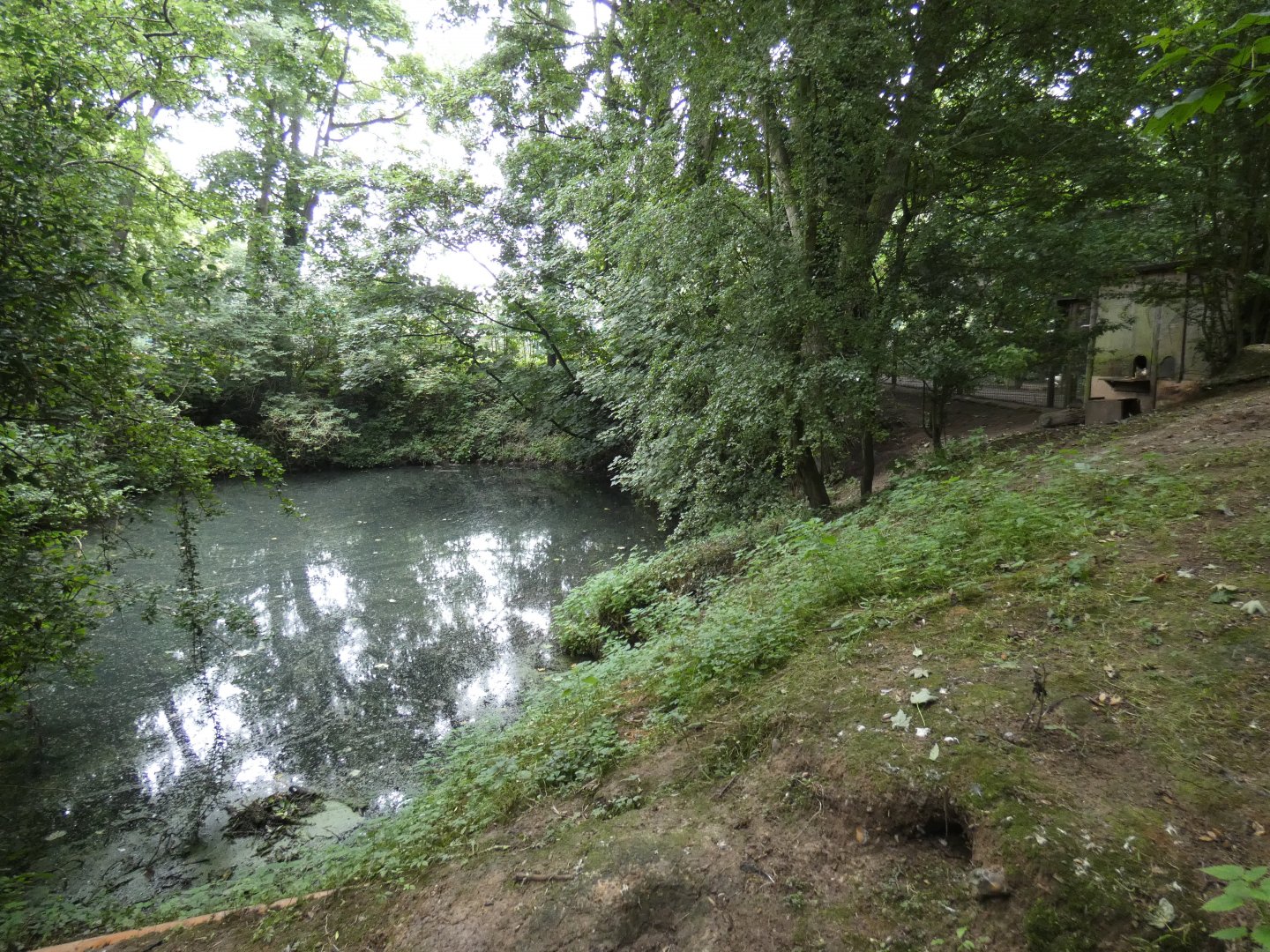 North American river otter enclosure
