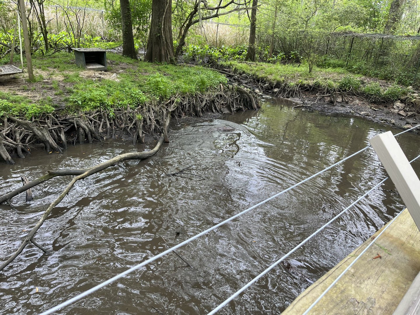 North American river otter enclosure