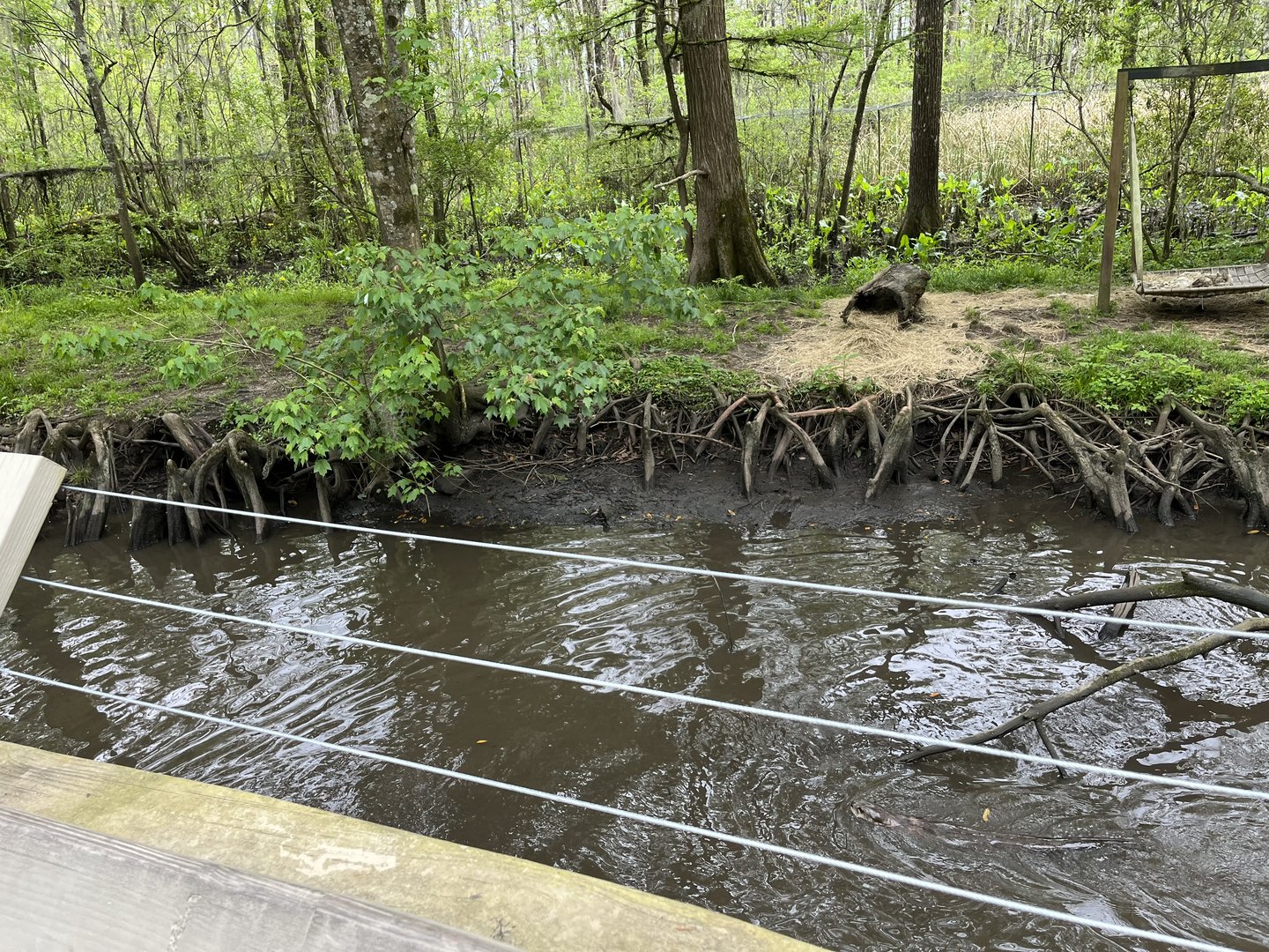 North American river otter enclosure