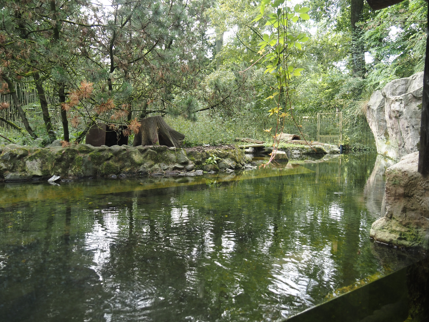 North American river otter exhibit, 2024-08-05