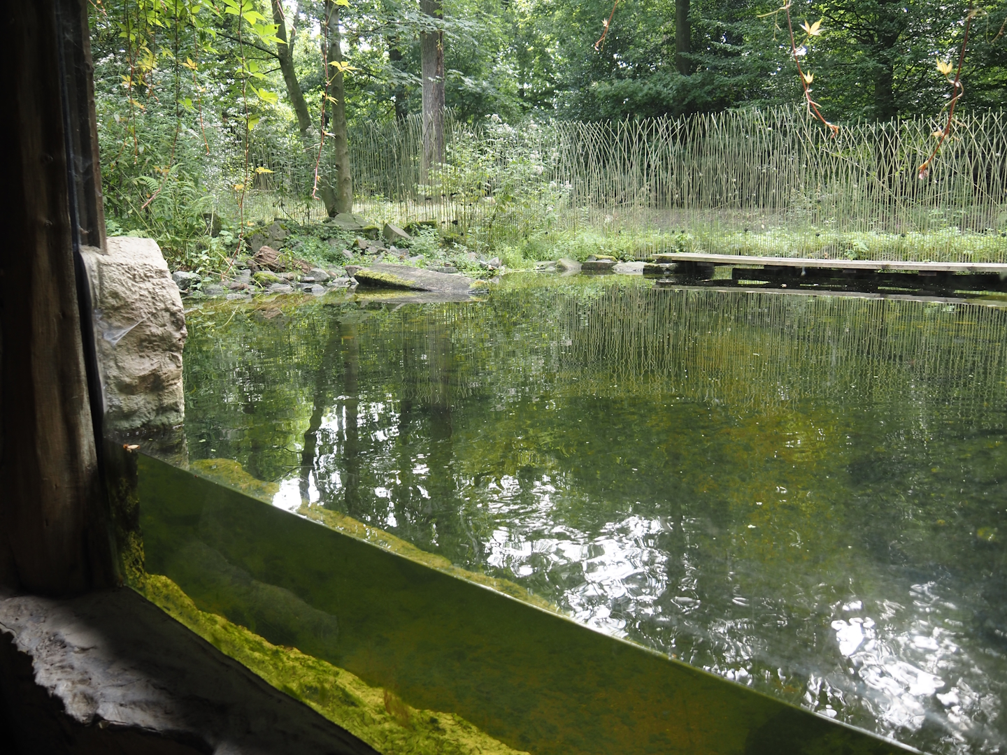 North American river otter exhibit, 2024-08-05